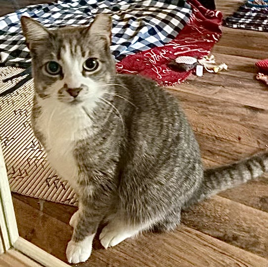 Charlie - Kuykendahl Petsmart, Adoptable, Adult Male Domestic Short Hair.