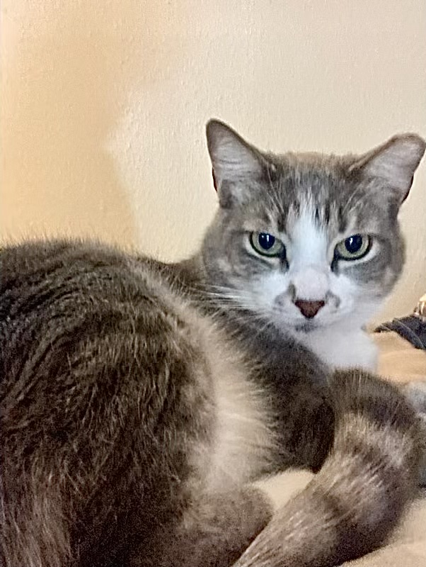 Charlie - Kuykendahl Petsmart, a Adoptable Domestic Short Hair in Spring, TX image 2/2