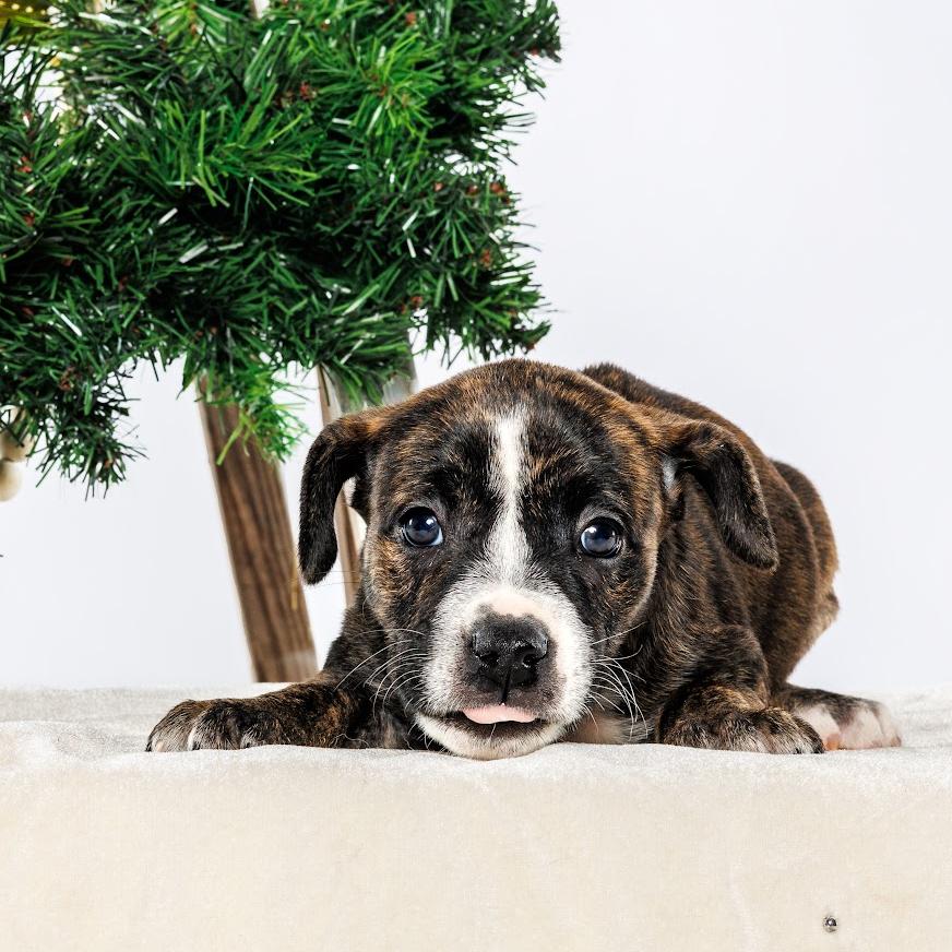 Enlarge Cinnamon, a Adoptable Mixed Breed in Durham, NC image 1/4