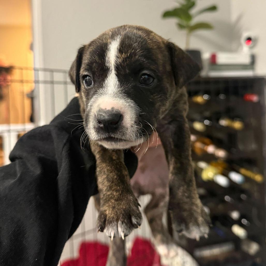 Enlarge Cinnamon, a Adoptable Mixed Breed in Durham, NC image 2/4