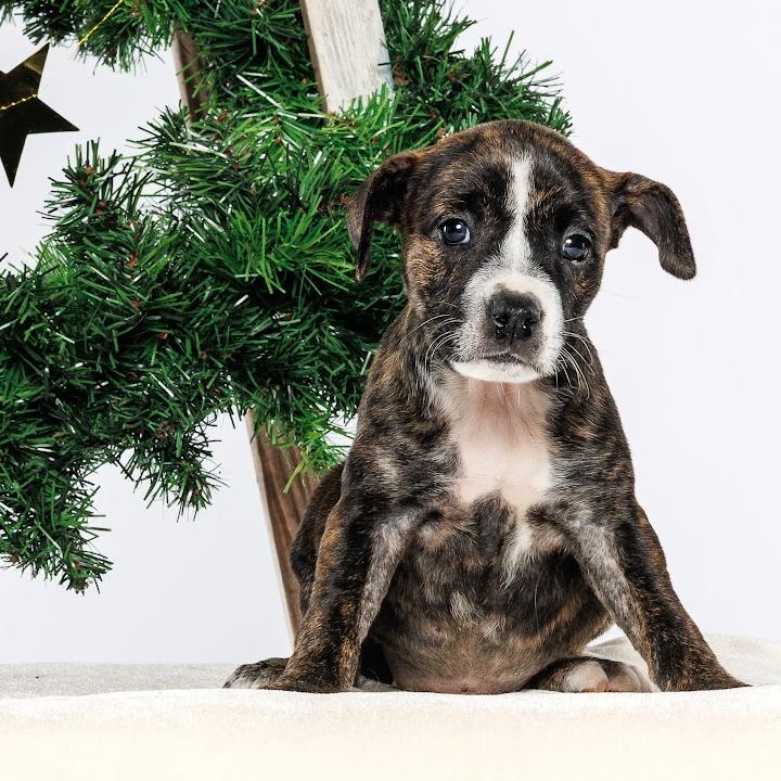 Enlarge Cinnamon, a Adoptable Mixed Breed in Durham, NC image 3/4