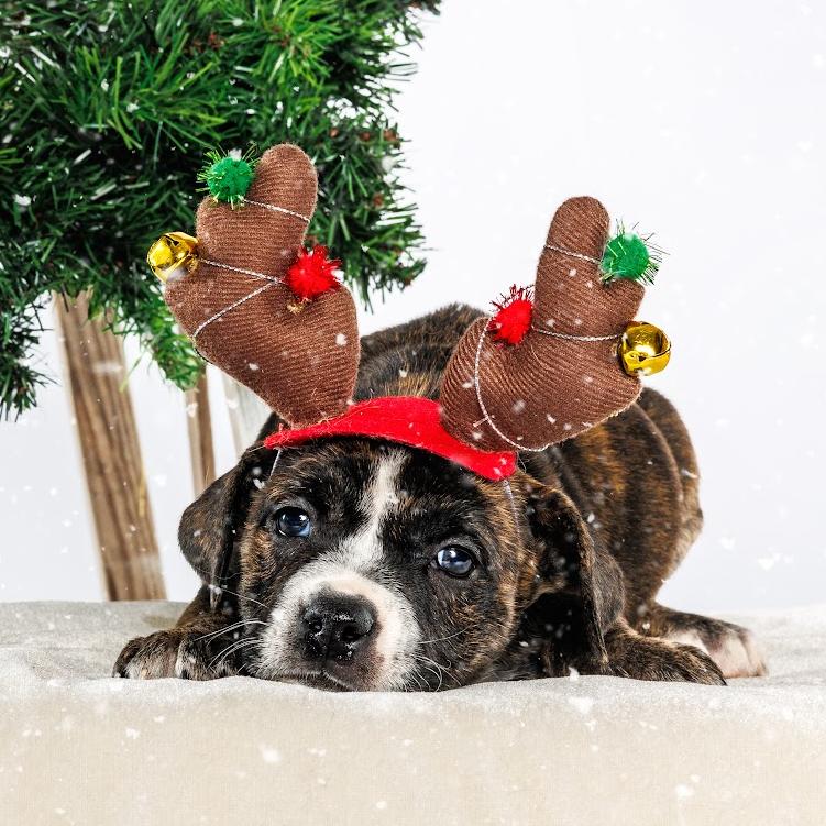 Enlarge Cinnamon, a Adoptable Mixed Breed in Durham, NC image 4/4