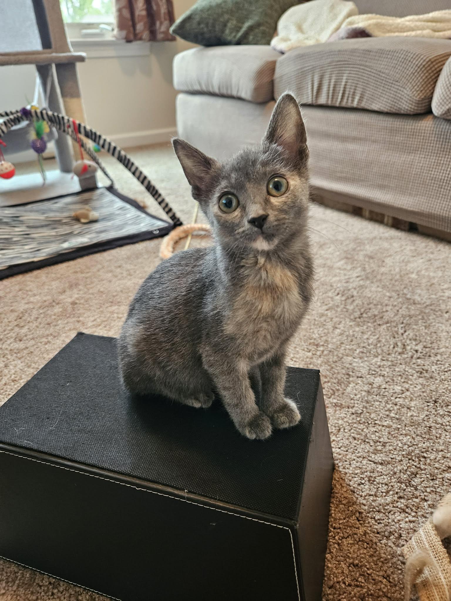 Enlarge Misty, an adoptable Domestic Short Hair in Elyria, OH image 1/3
