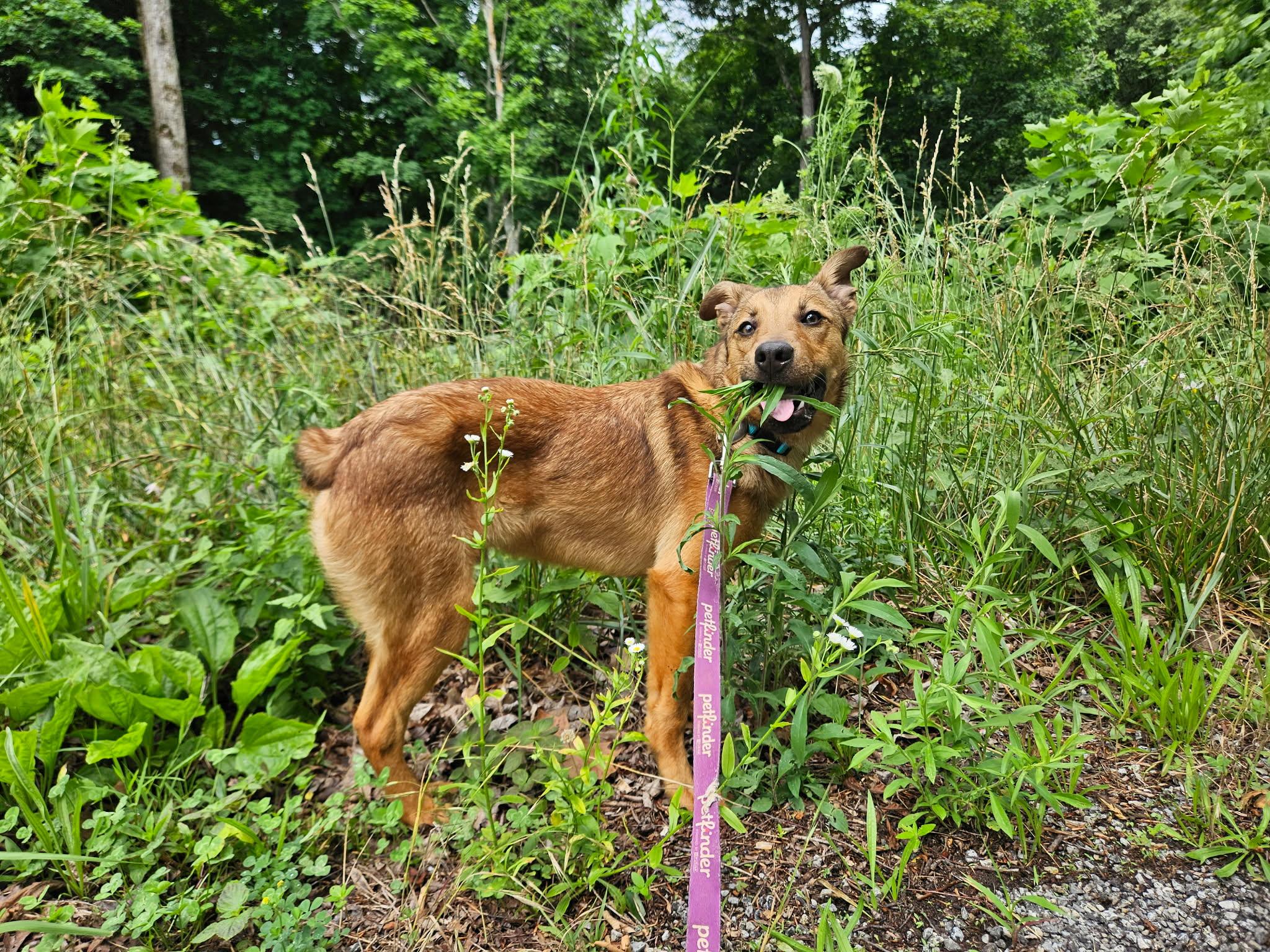 Bobber, a ADOPTABLE mixed breed in Hilham, TN image 3/6