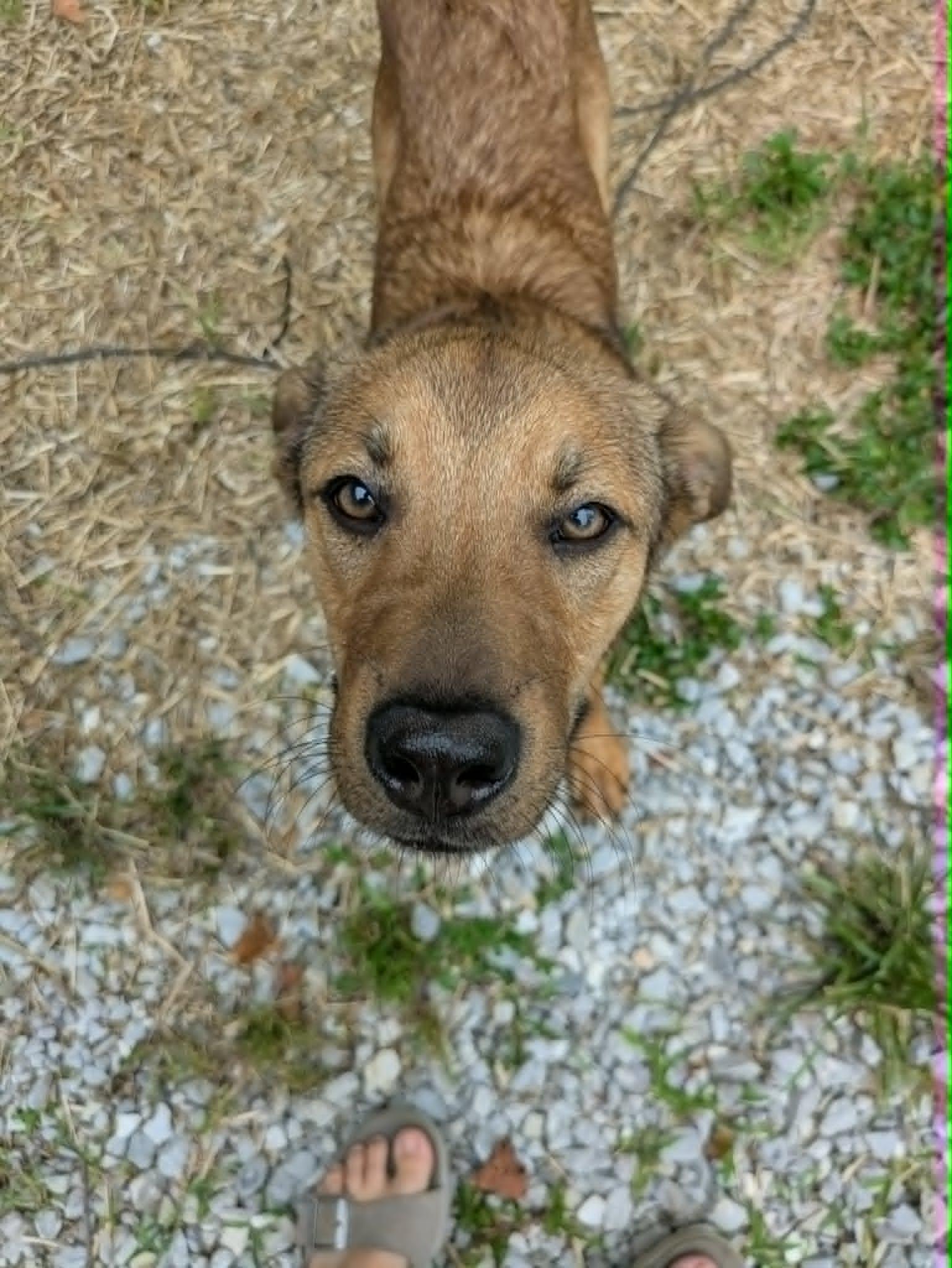 Bobber, a ADOPTABLE mixed breed in Hilham, TN image 6/6