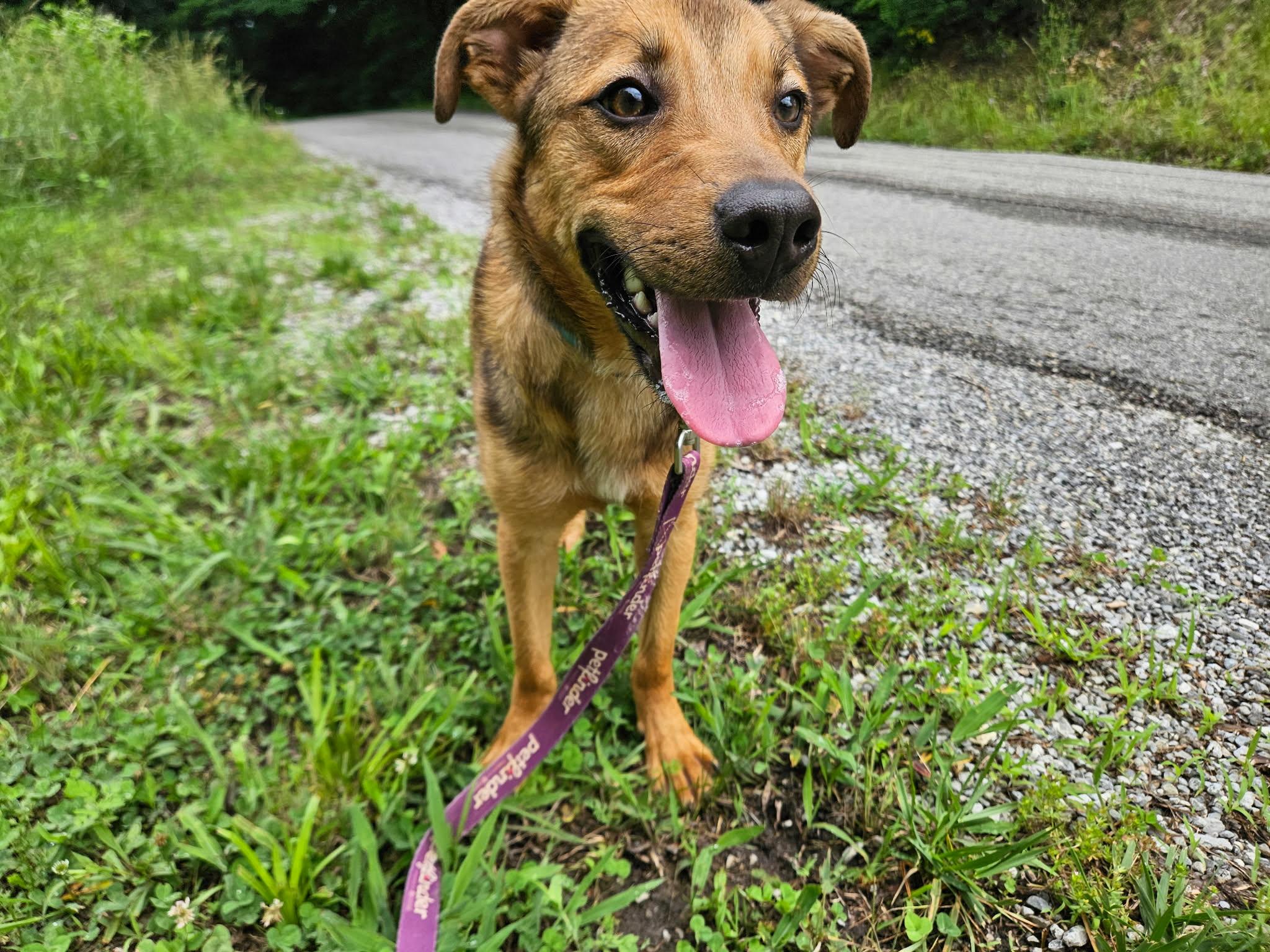 Bobber, a ADOPTABLE mixed breed in Hilham, TN image 2/6