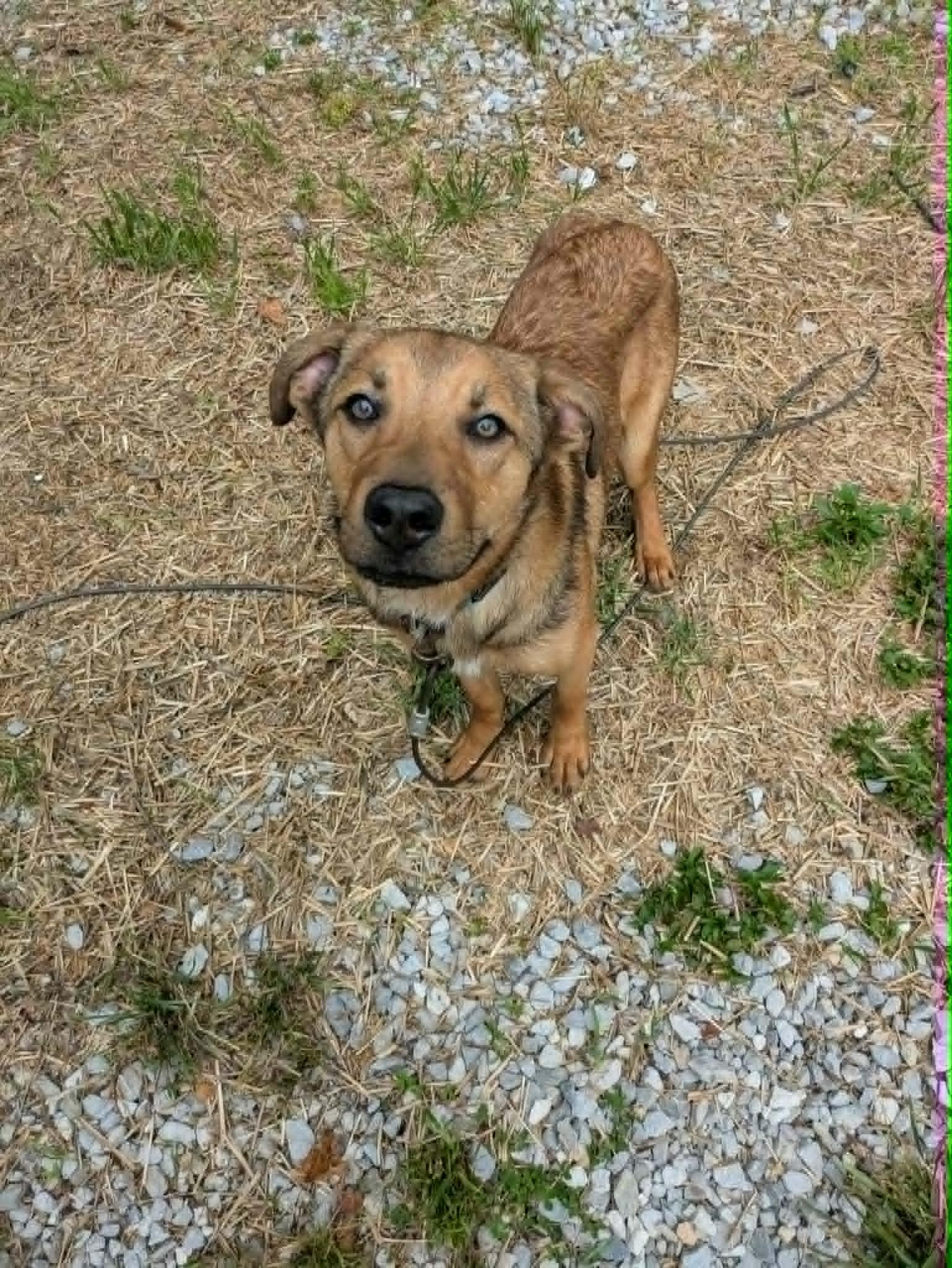 Bobber, a ADOPTABLE mixed breed in Hilham, TN image 5/6
