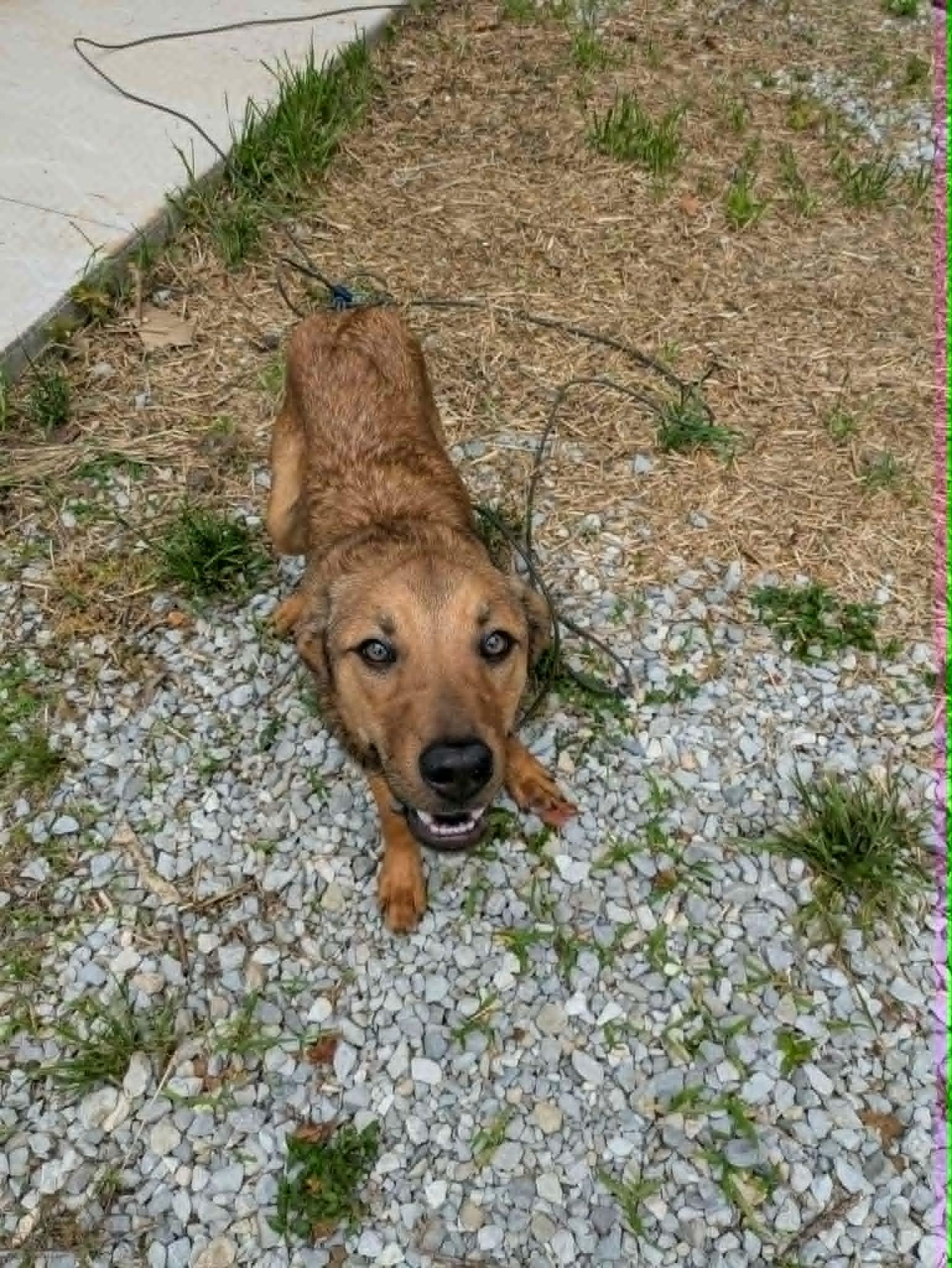 Bobber, a ADOPTABLE mixed breed in Hilham, TN image 4/6