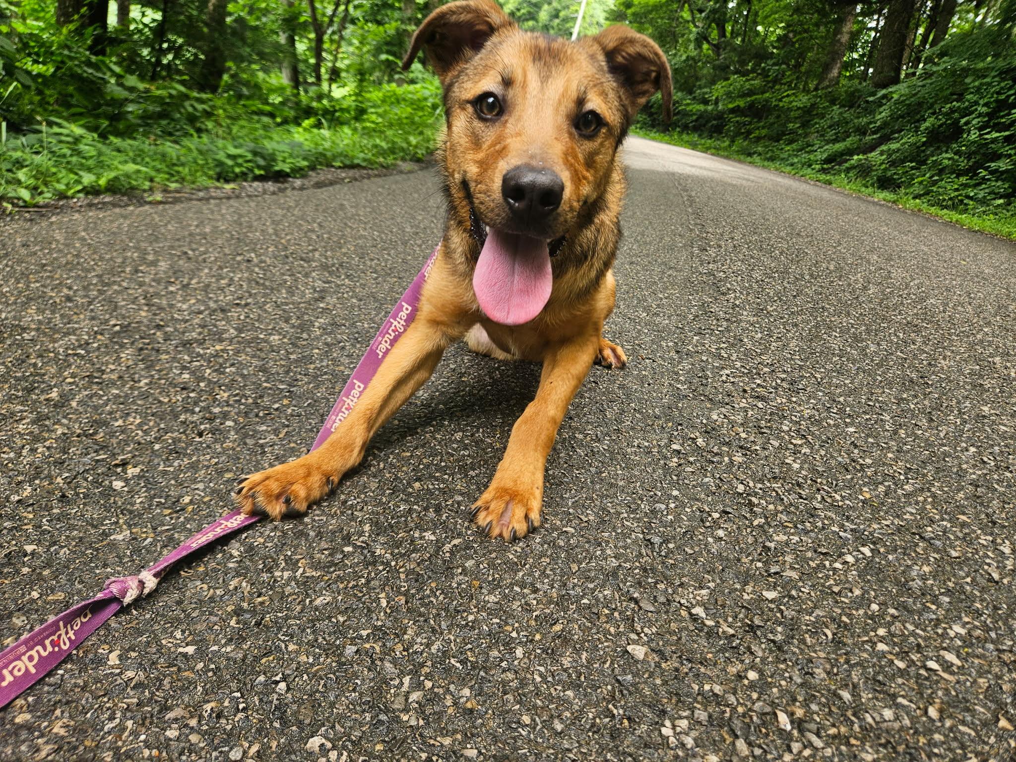 Bobber, ADOPTABLE, Puppy Male Australian Shepherd.