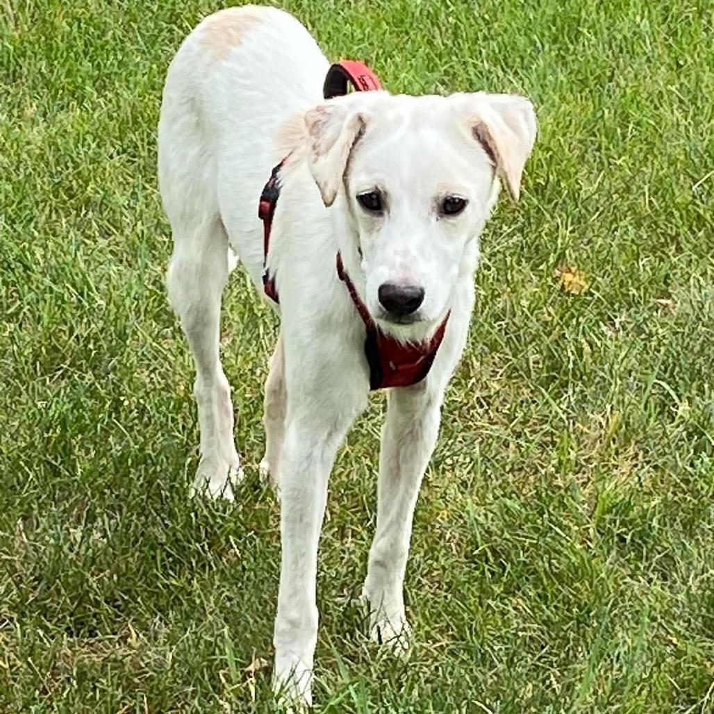 Gretel, Adoptable, Young Female Terrier & Mixed Breed.
