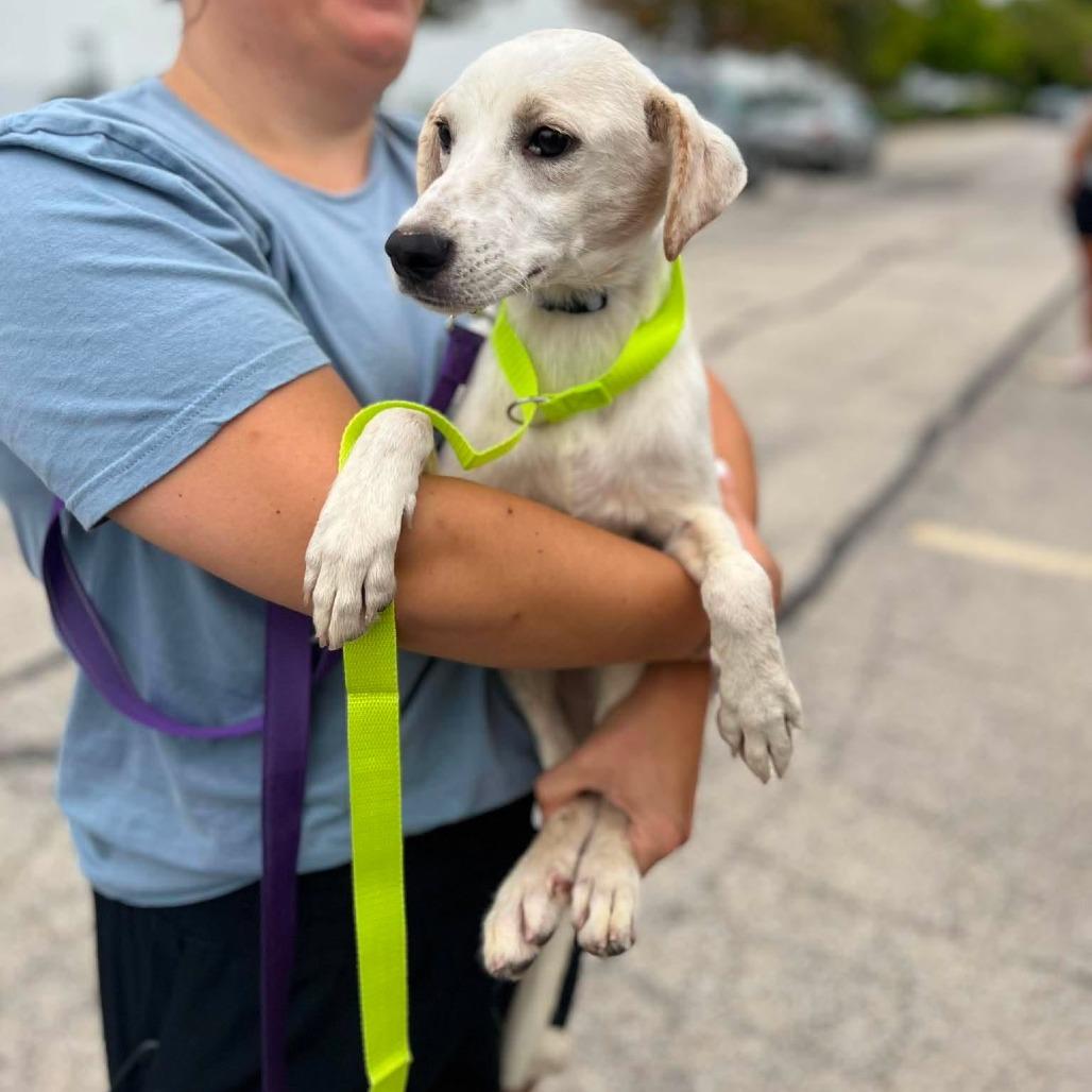 Enlarge Gretel, a Adoptable mixed breed in St. Charles, IL image 2/6