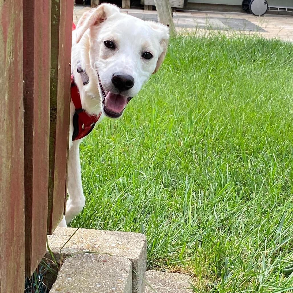 Enlarge Gretel, a Adoptable mixed breed in St. Charles, IL image 3/6