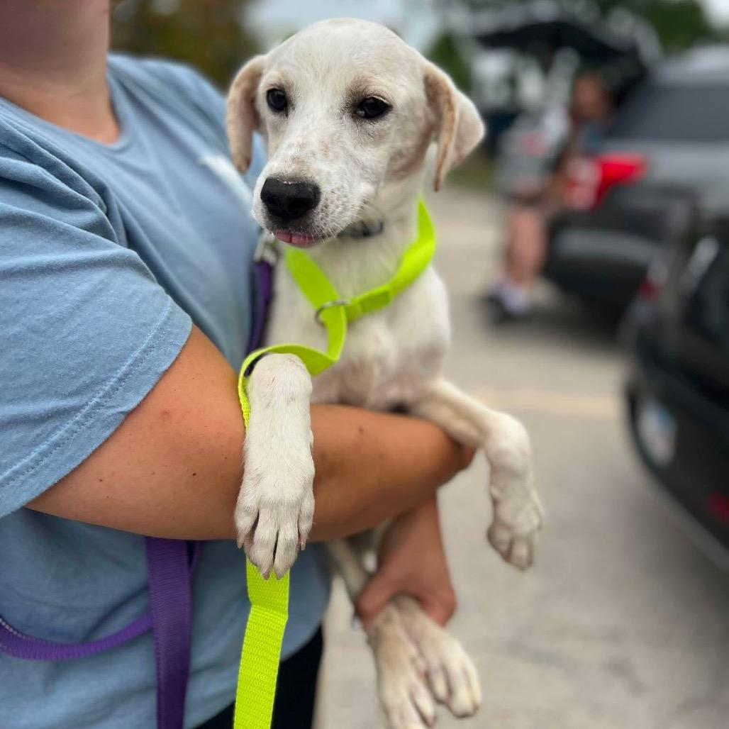Enlarge Gretel, a Adoptable mixed breed in St. Charles, IL image 4/6
