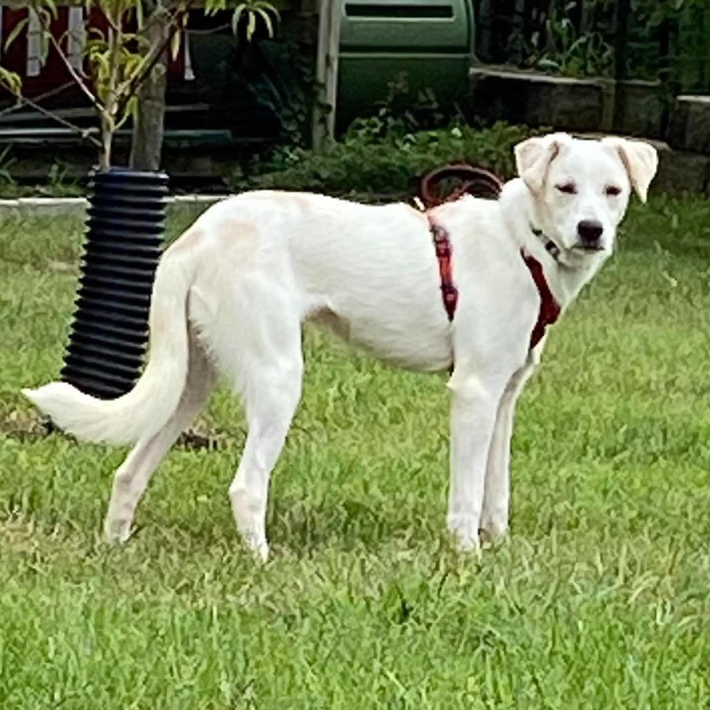 Enlarge Gretel, a Adoptable mixed breed in St. Charles, IL image 5/6