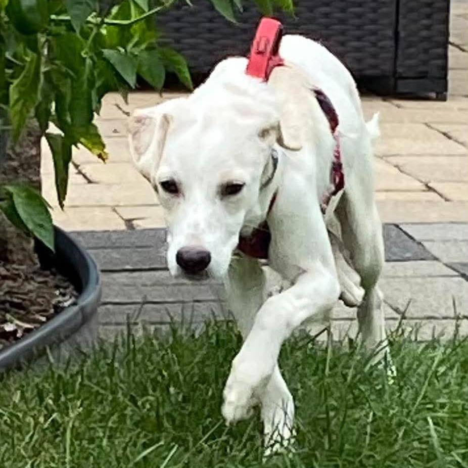 Enlarge Gretel, a Adoptable mixed breed in St. Charles, IL image 6/6