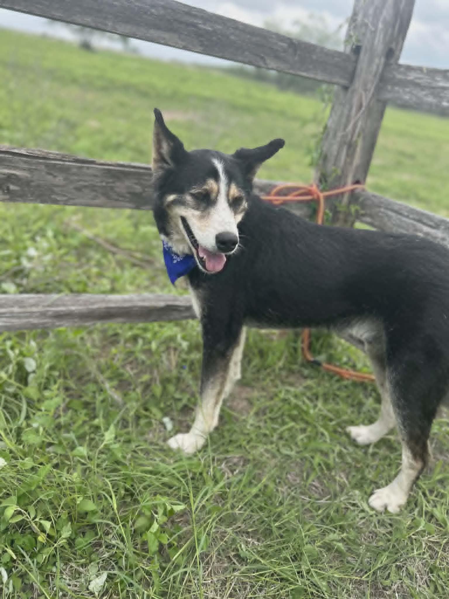 Enlarge Leo, a ADOPTABLE mixed breed in Paramus, NJ image 6/6