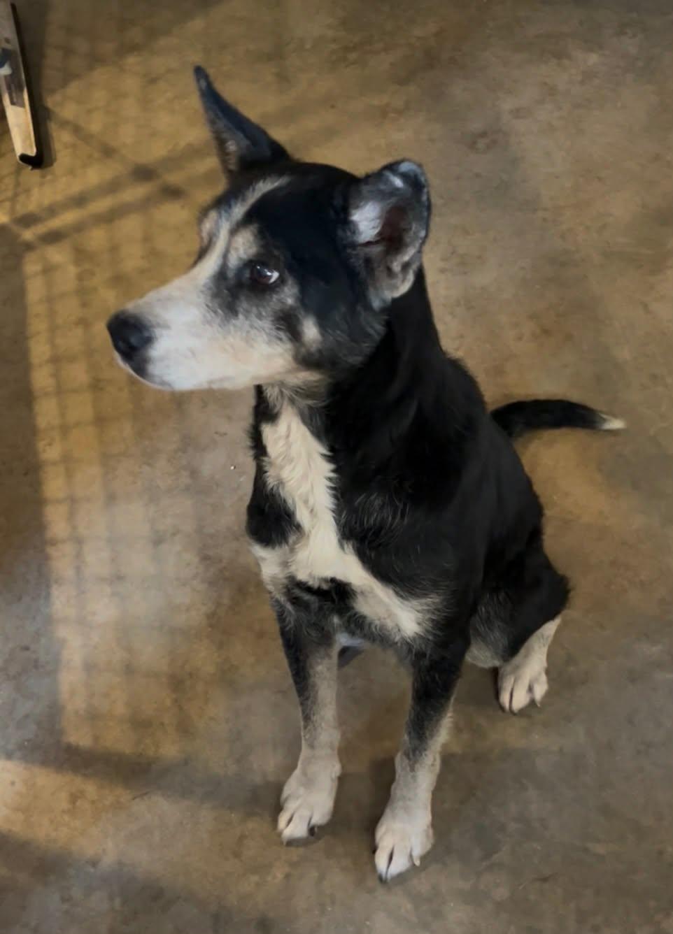 Enlarge Leo, a ADOPTABLE mixed breed in Paramus, NJ image 5/6