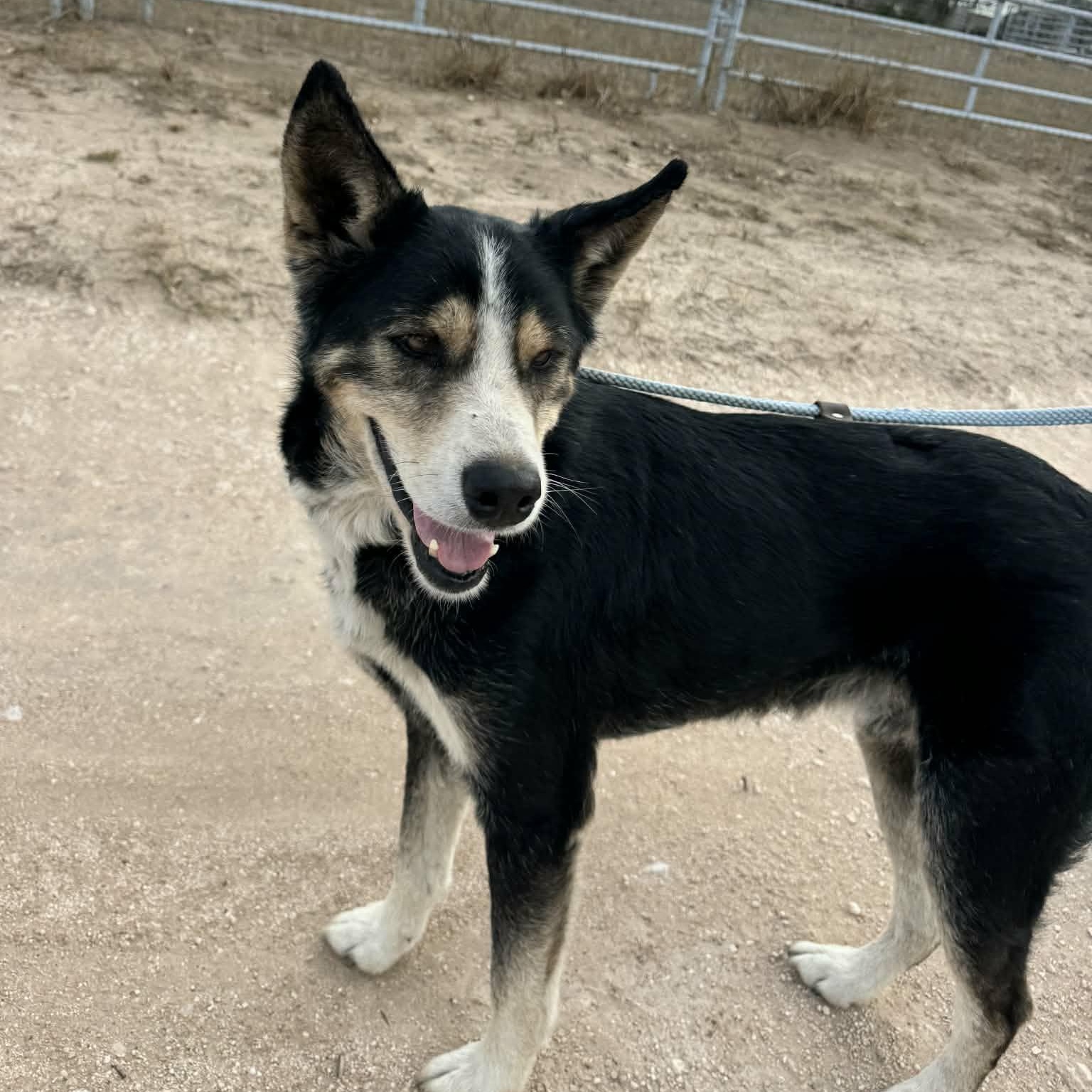 Leo, ADOPTABLE, Young Male Husky.