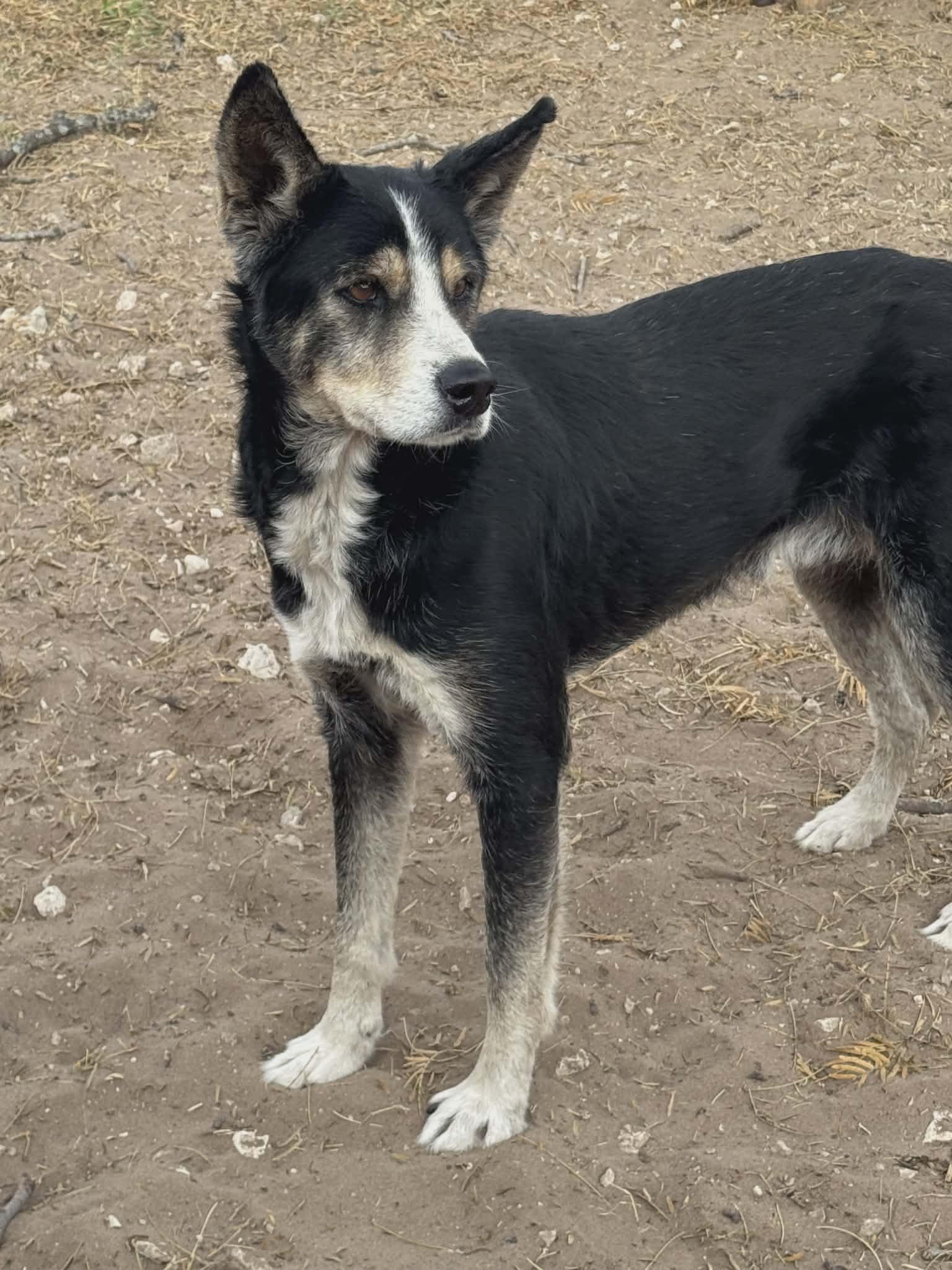 Leo, ADOPTABLE, Adult Male Husky.