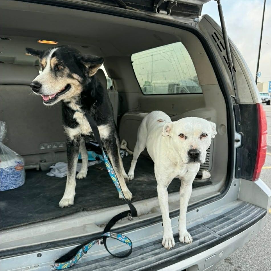 Enlarge Leo, a ADOPTABLE mixed breed in Paramus, NJ image 6/6