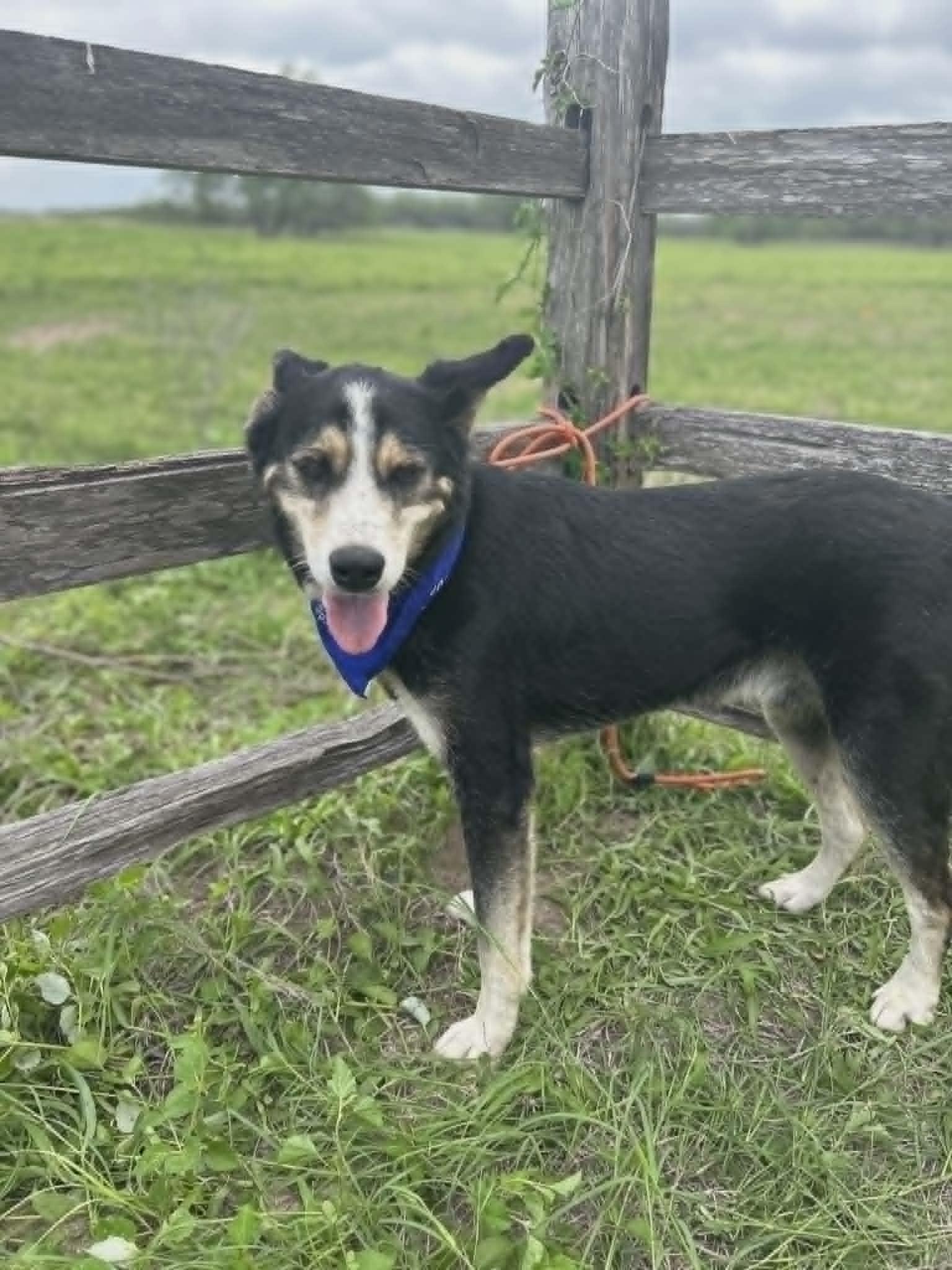 Leo, ADOPTABLE, Young Male Husky.