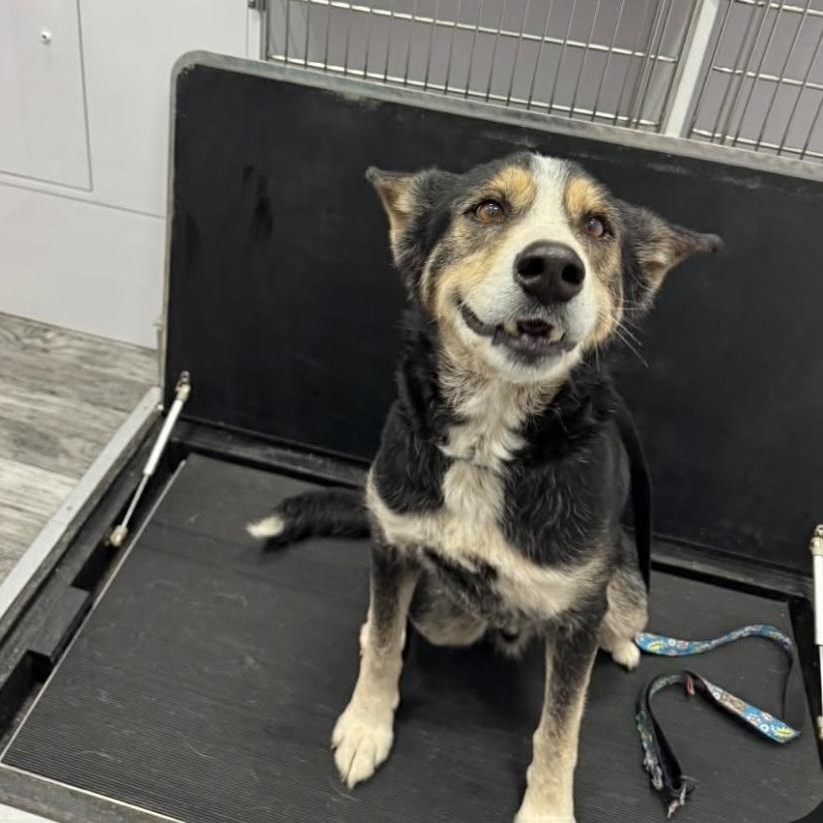 Enlarge Leo, a ADOPTABLE mixed breed in Paramus, NJ image 2/6