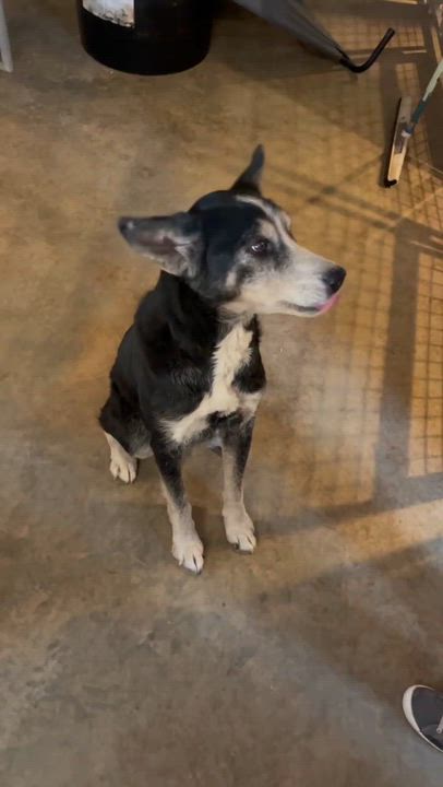 Enlarge Leo, a ADOPTABLE mixed breed in Paramus, NJ video 3/6