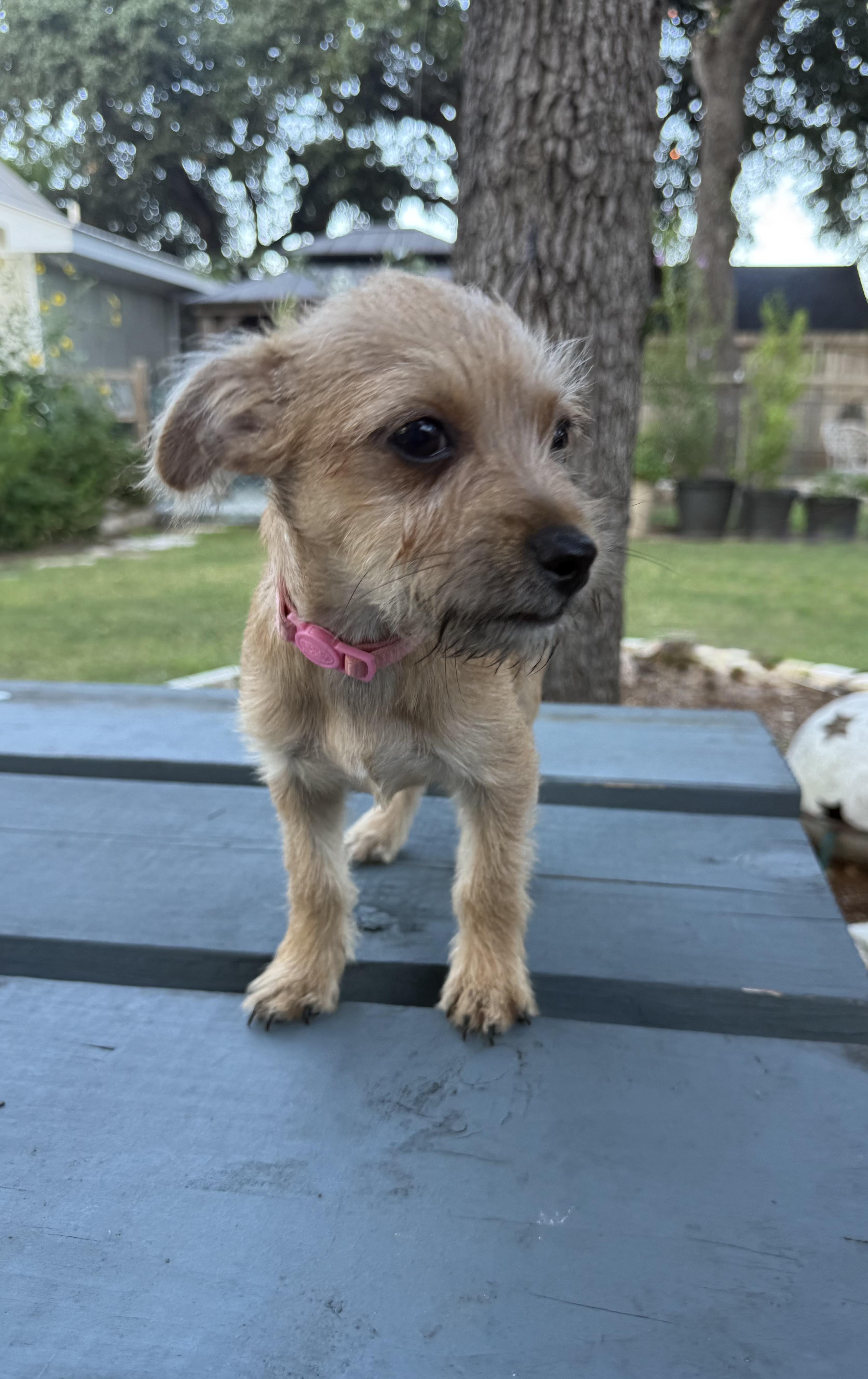 Olivia the sweet tiny Yorkie mix, ADOPTABLE, Puppy Female Yorkshire Terrier.