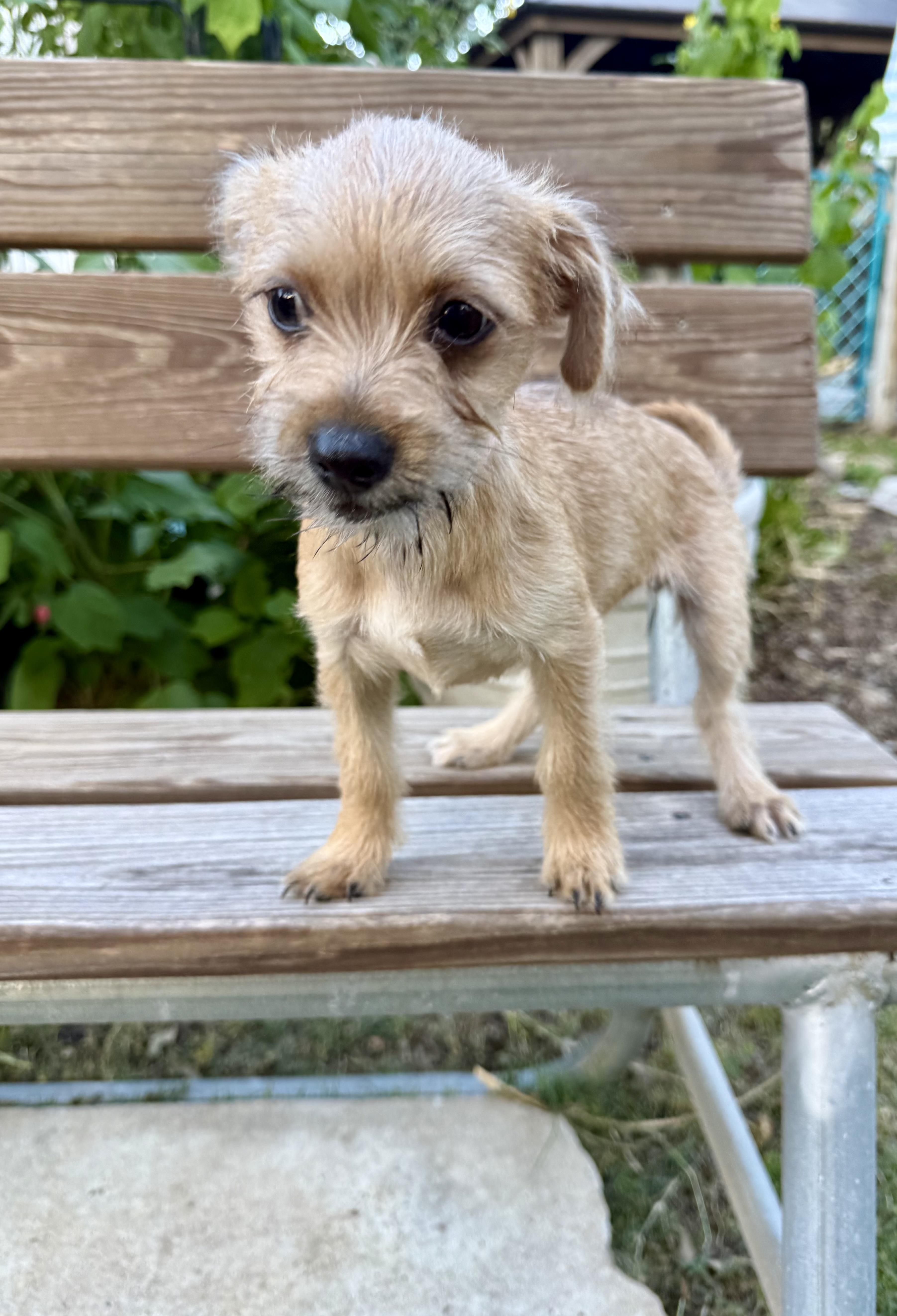 Olivia the sweet tiny Yorkie mix, a ADOPTABLE mixed breed in Lockhart, TX image 2/5