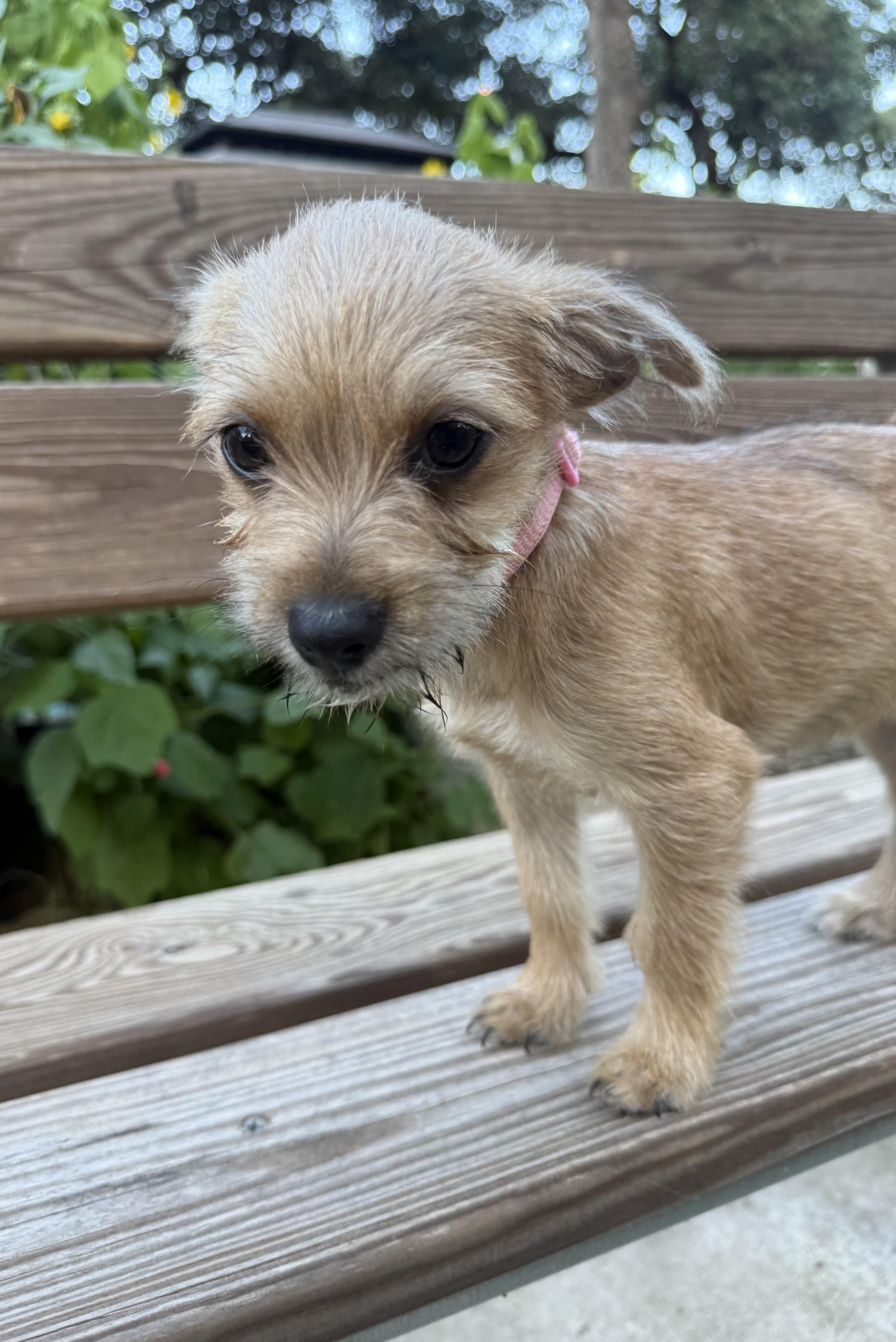 Olivia the sweet tiny Yorkie mix, a ADOPTABLE mixed breed in Lockhart, TX image 3/5