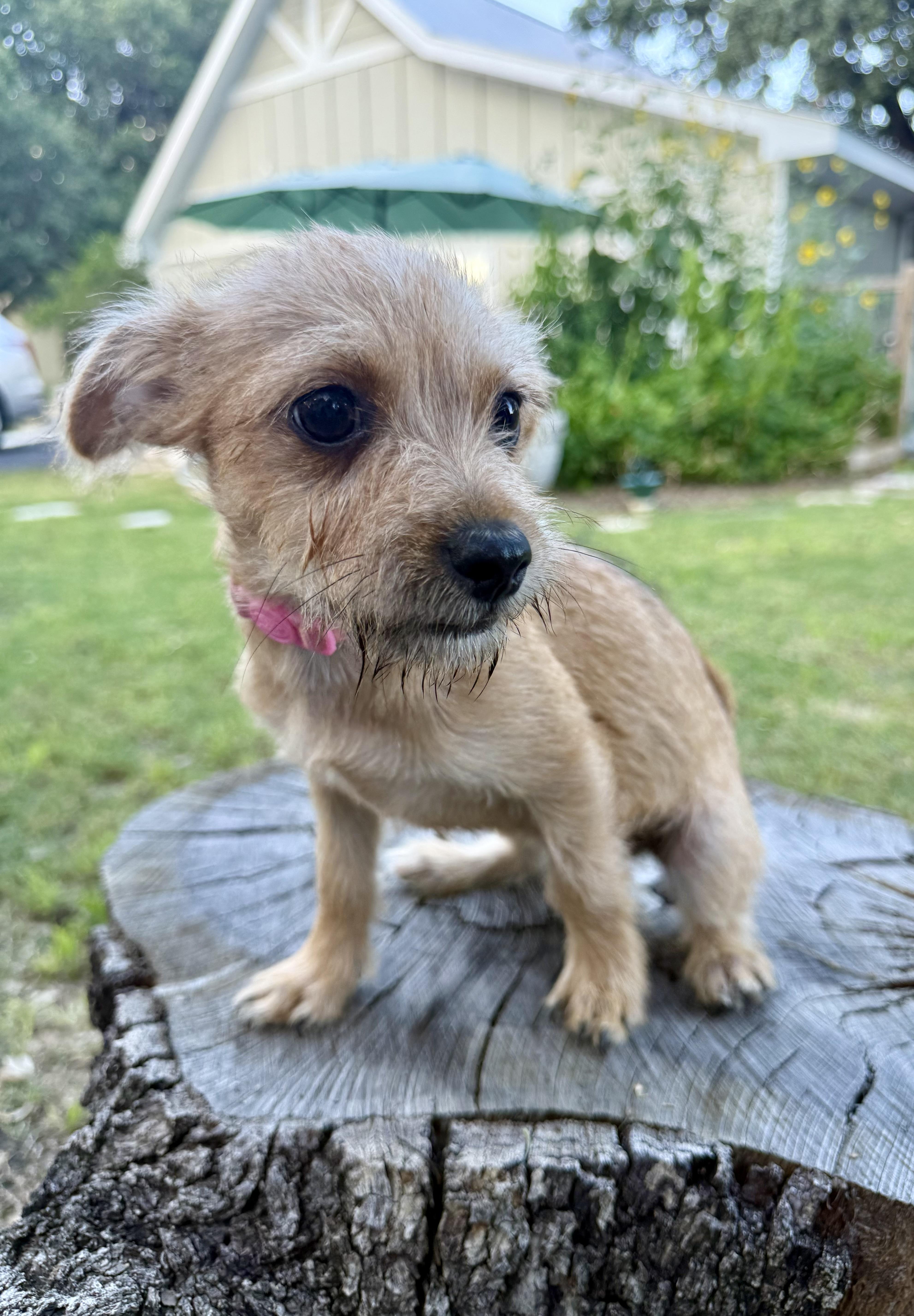 Olivia the sweet tiny Yorkie mix, a ADOPTABLE mixed breed in Lockhart, TX image 4/5