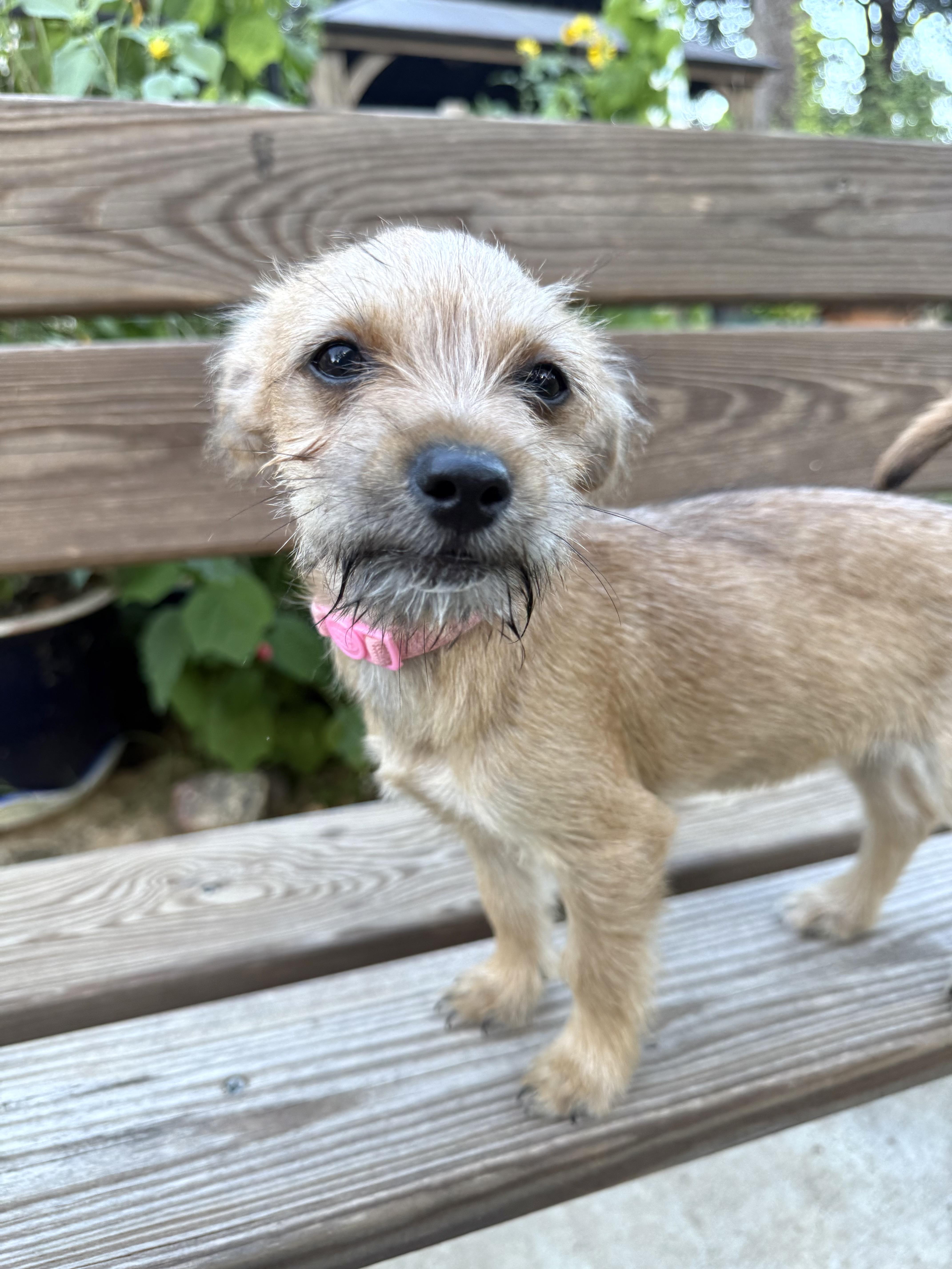 Olivia the sweet tiny Yorkie mix, a ADOPTABLE mixed breed in Lockhart, TX image 5/5