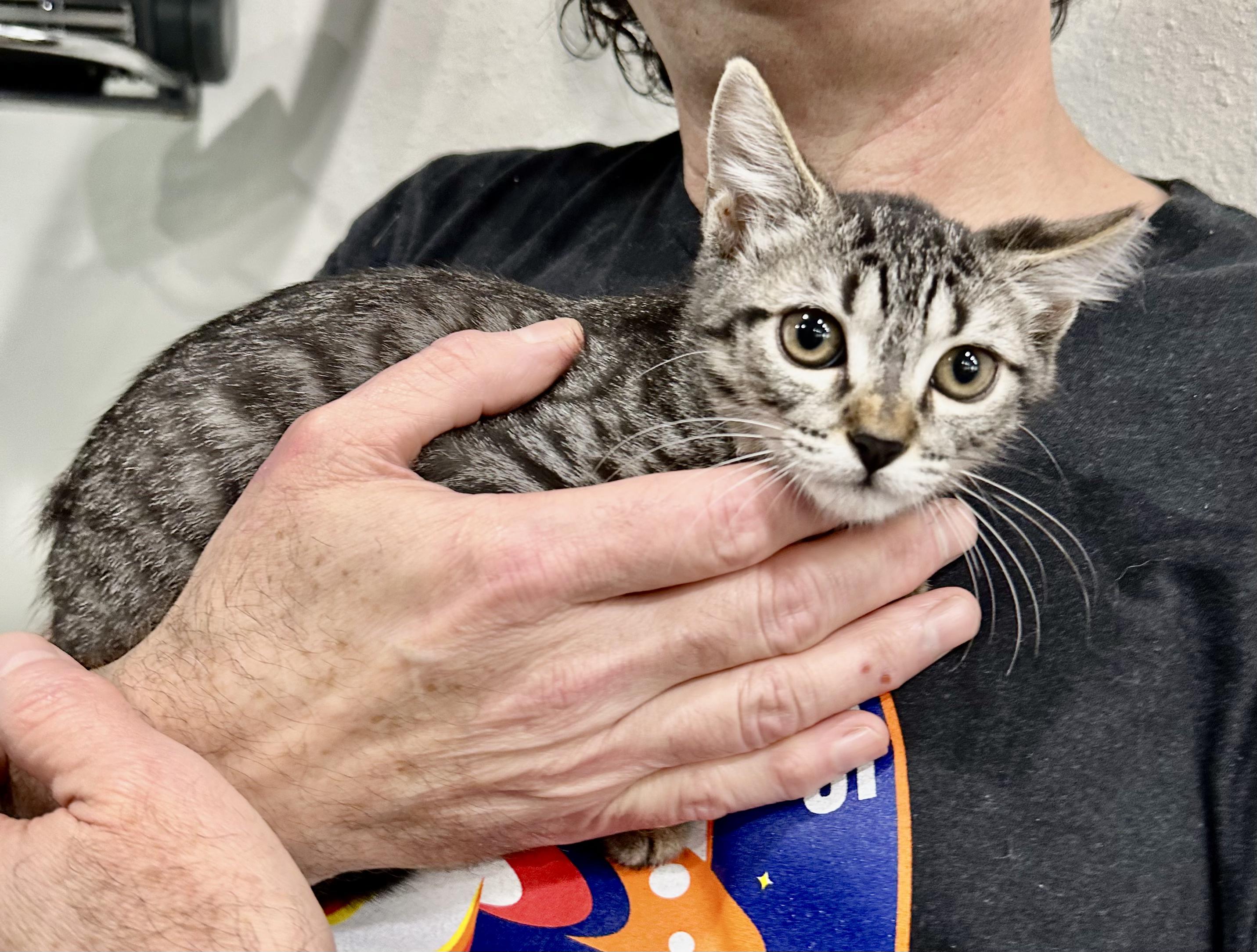 Dash (video to come!!), a Adoptable Domestic Short Hair in Kent, WA image 3/5