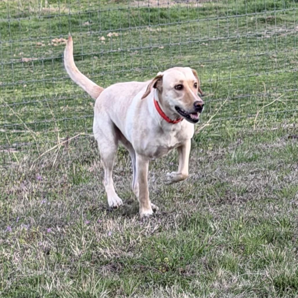 Sofia, a Adoptable mixed breed in Ennis, TX image 1/6