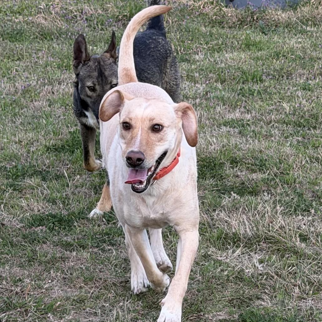 Enlarge Sofia, a Adoptable mixed breed in Ennis, TX image 1/6