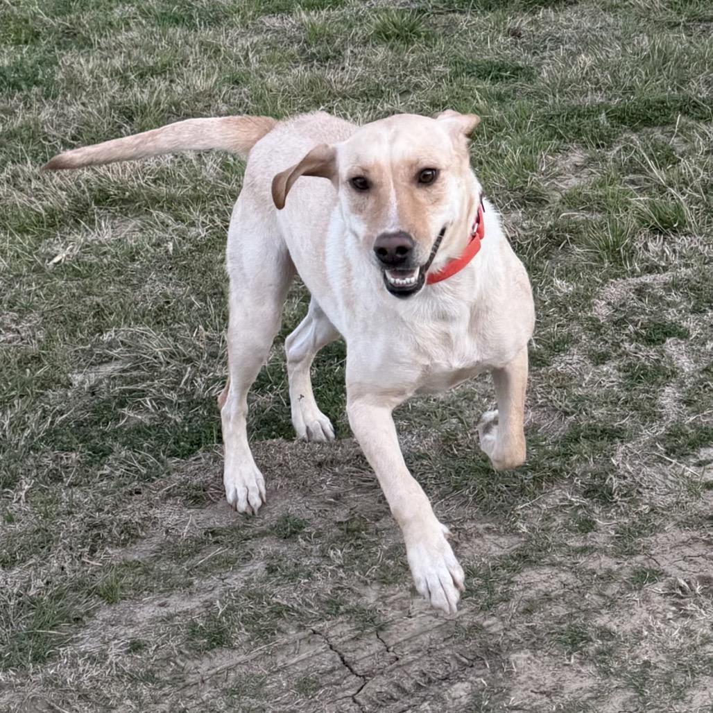 Sofia, Adoptable, Adult Female Yellow Labrador Retriever.