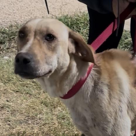 Sofia, a Adoptable mixed breed in Ennis, TX image 5/6