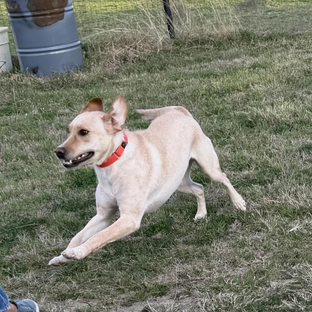 Enlarge Sofia, a Adoptable mixed breed in Ennis, TX image 2/6