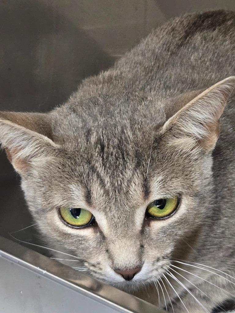 Molly Mama, Adoptable, Young Female Domestic Short Hair.