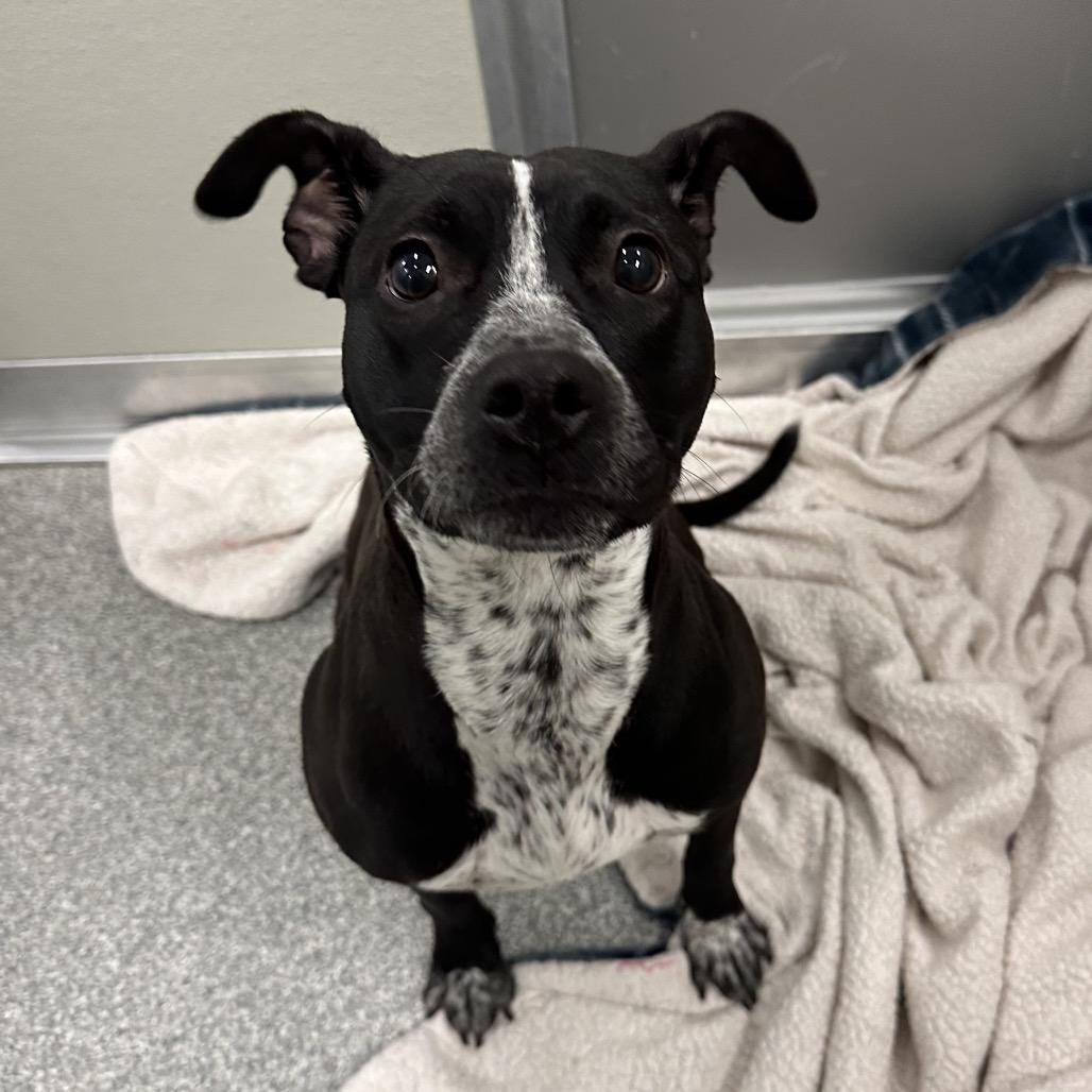 Avril, Adoptable, Young Female Mixed Breed.