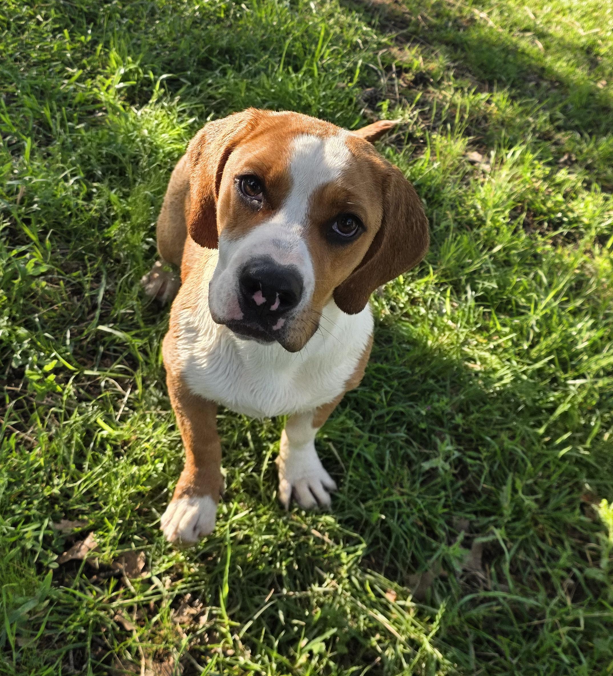 Enlarge Nala, a ADOPTABLE mixed breed in Springtown, TX image 3/6
