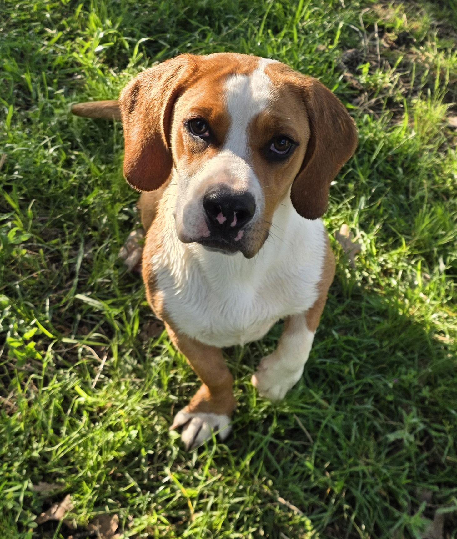 Nala, ADOPTABLE, Young Female Basset Hound.