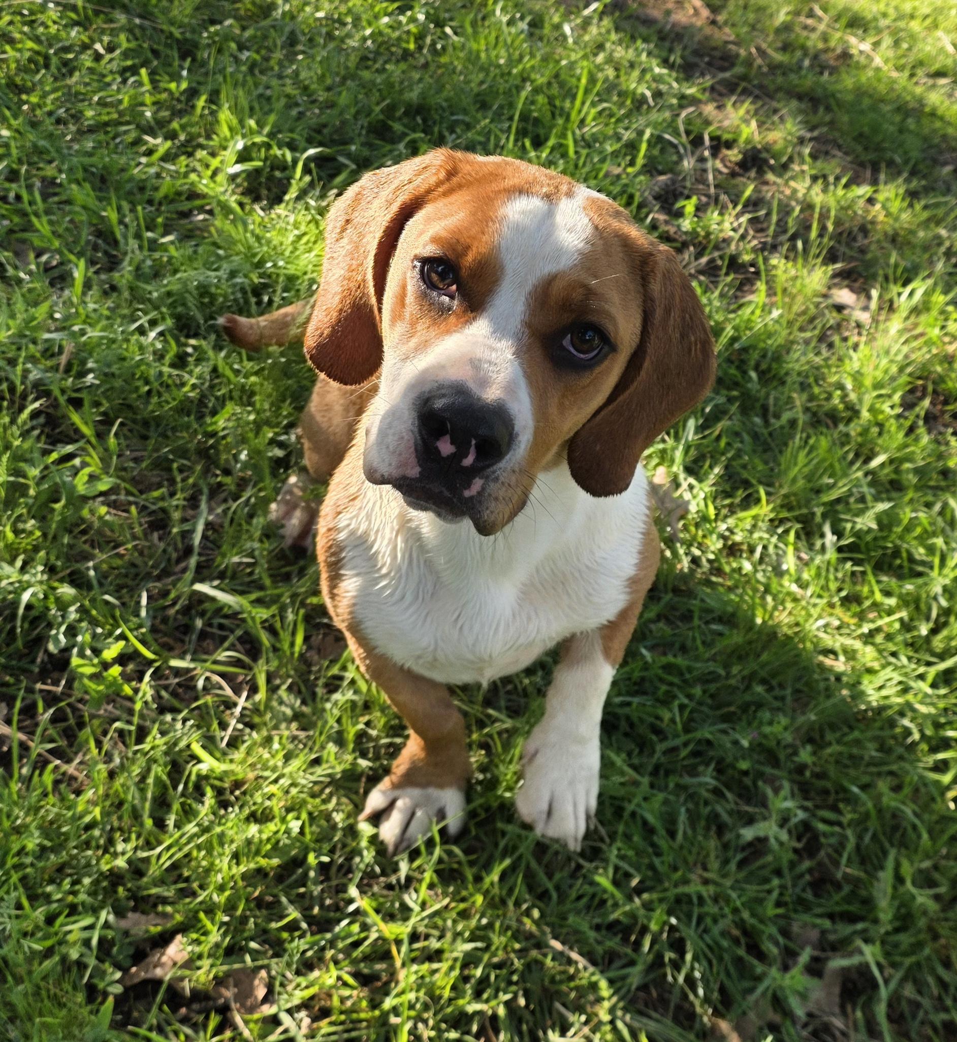 Enlarge Nala, a ADOPTABLE mixed breed in Springtown, TX image 4/6