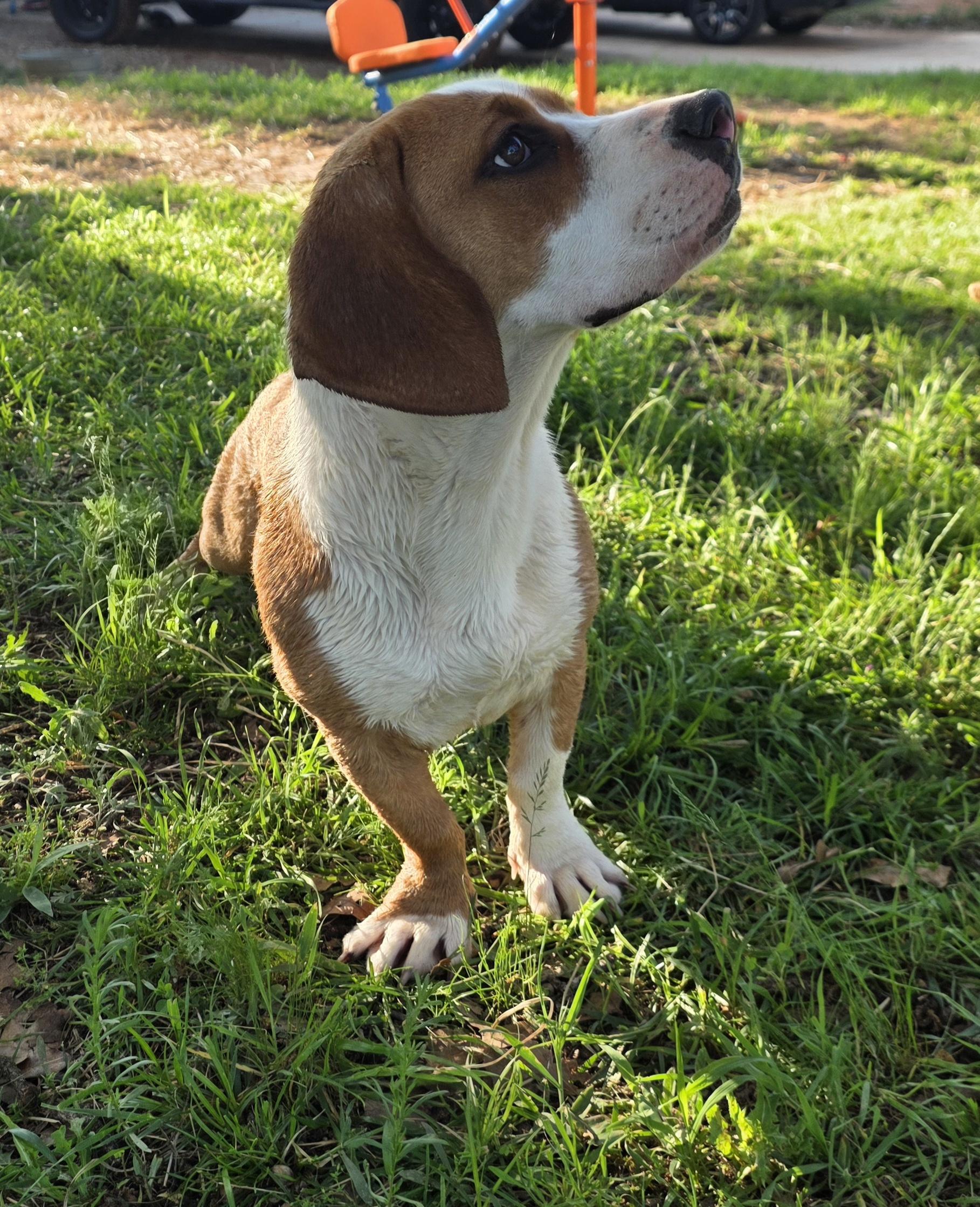 Enlarge Nala, a ADOPTABLE mixed breed in Springtown, TX image 6/6