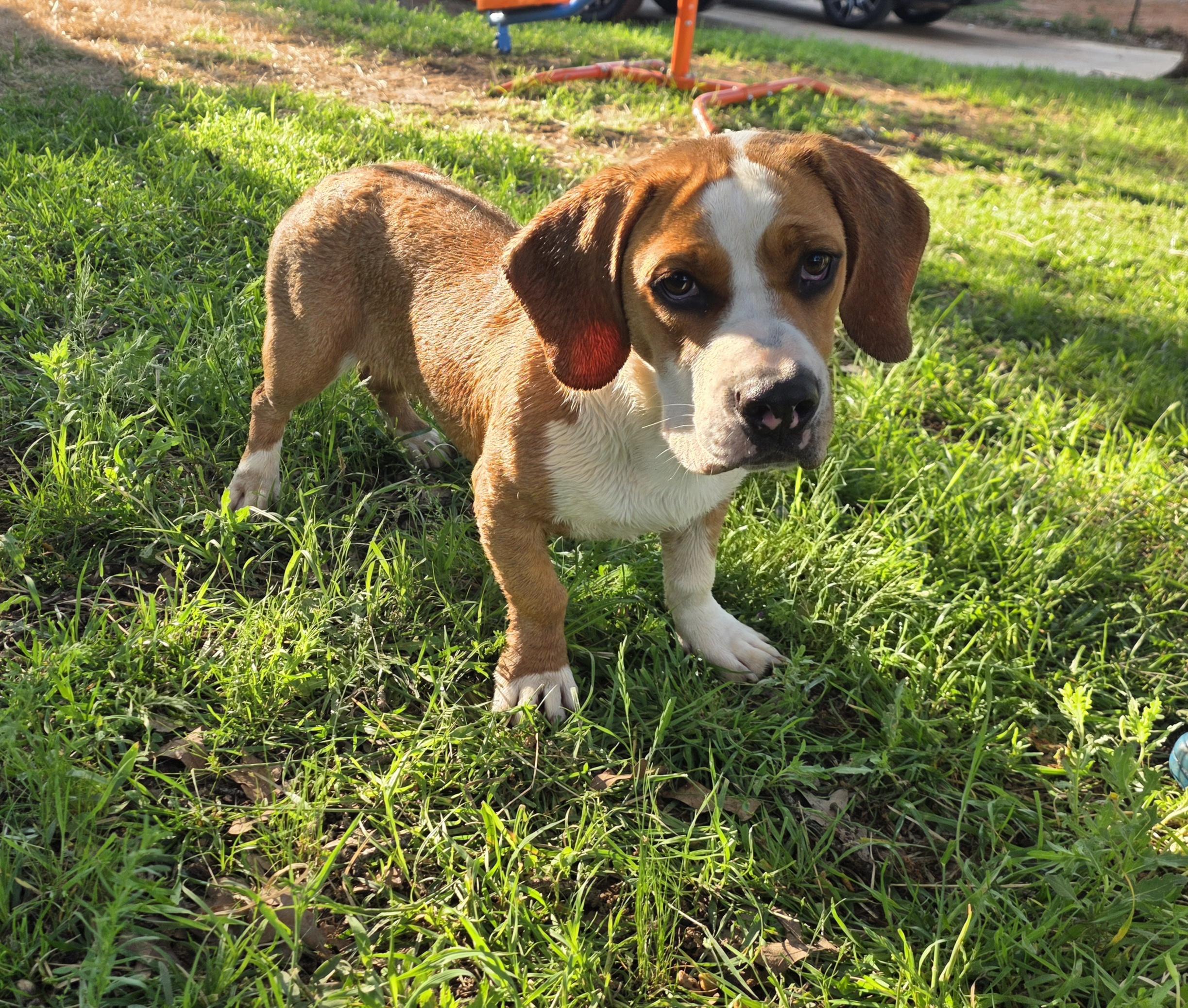 Enlarge Nala, a ADOPTABLE mixed breed in Springtown, TX image 5/6