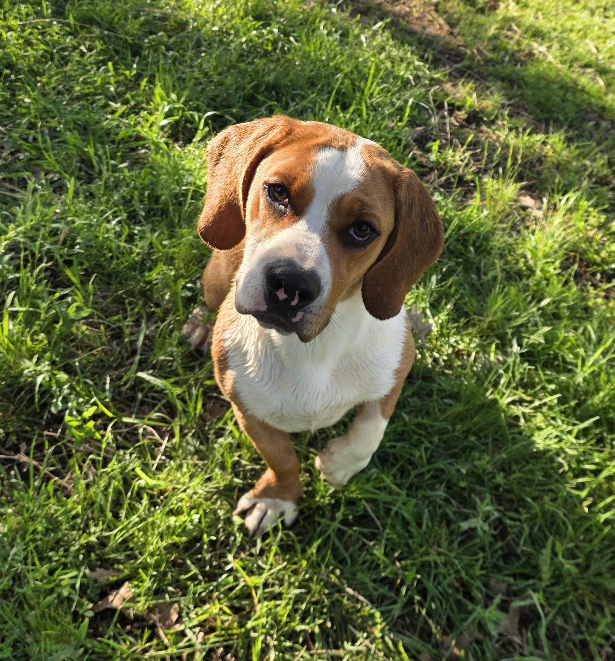 Enlarge Nala, a ADOPTABLE mixed breed in Springtown, TX image 2/6