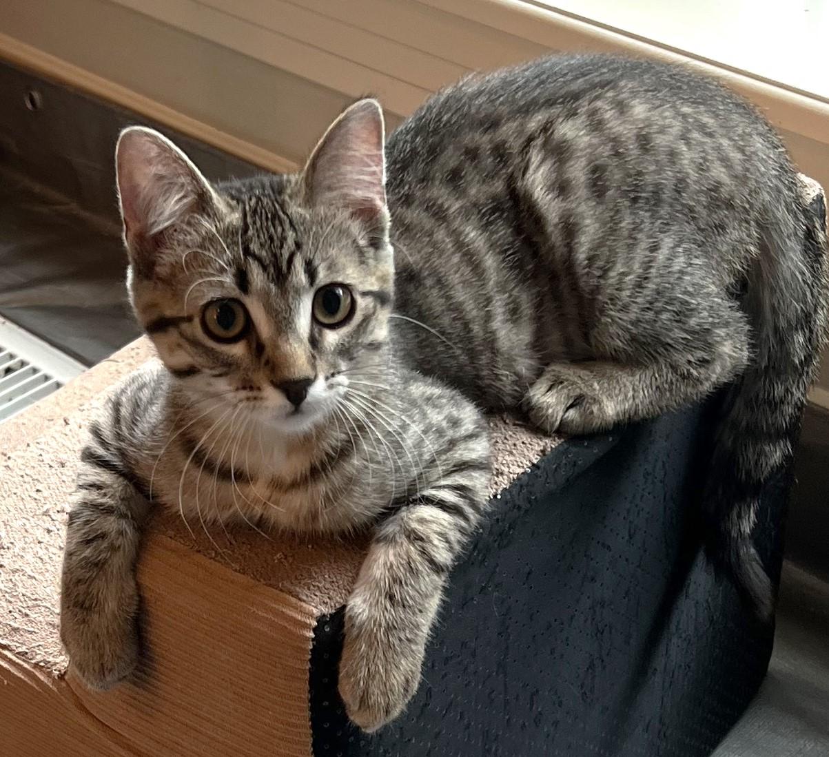 Enlarge Reggie - available at Petsmart NE, a Adoptable Domestic Short Hair in Cedar Rapids, IA image 2/6