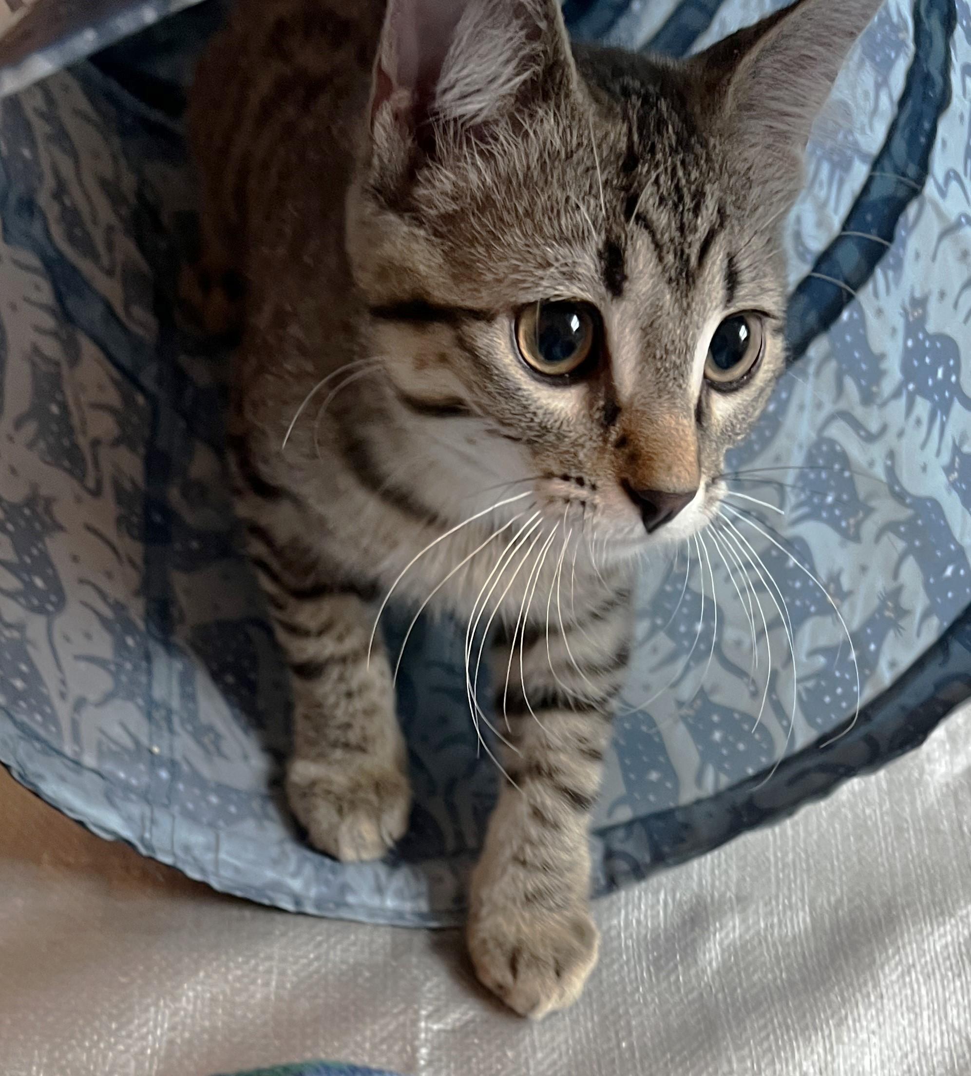 Enlarge Reggie - available at Petsmart NE, a Adoptable Domestic Short Hair in Cedar Rapids, IA image 6/6