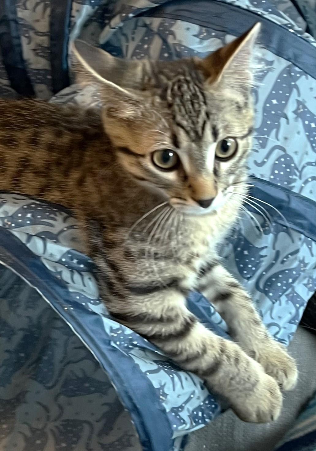 Enlarge Reggie - available at Petsmart NE, a Adoptable Domestic Short Hair in Cedar Rapids, IA image 3/6