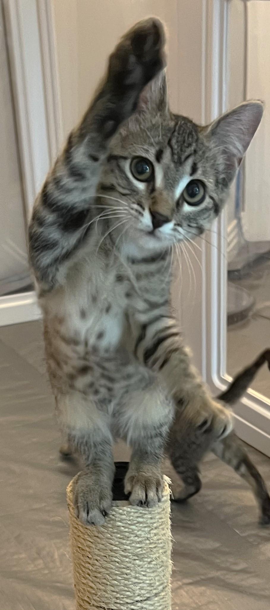 Reggie - available at Petsmart NE, Adoptable, Kitten Male Domestic Short Hair.